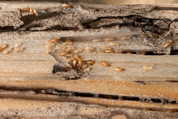 Sun Valley, ID Pest Control Company